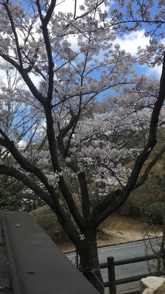 桜