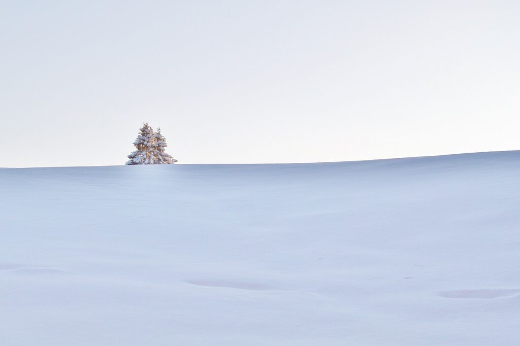 雪原